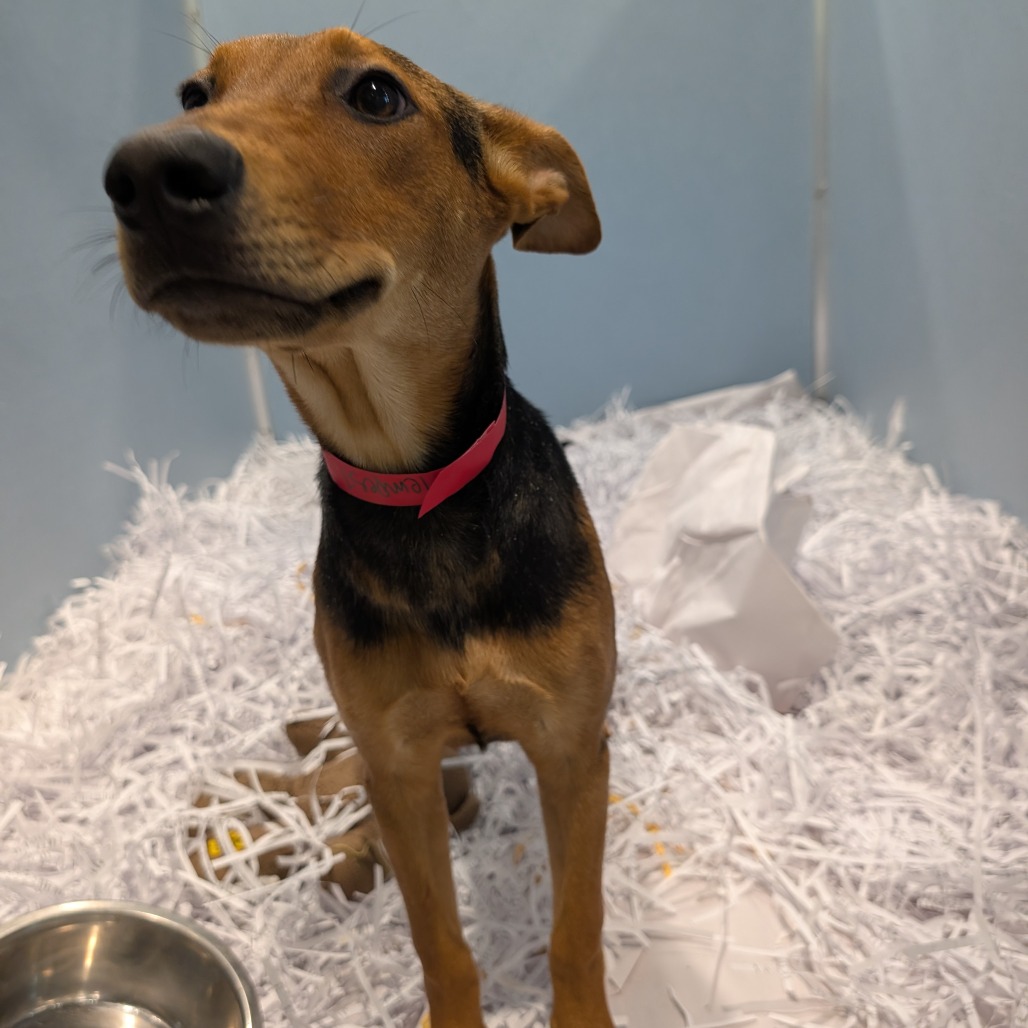 Tempest — thumbnail 2