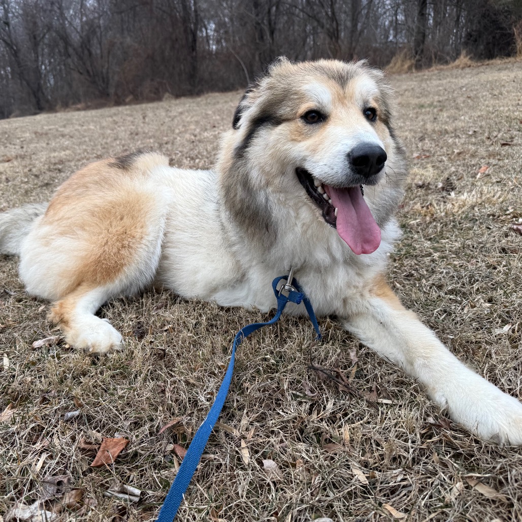 Jade (Tri-pod) is available for adoption at Operation Paws for Homes
