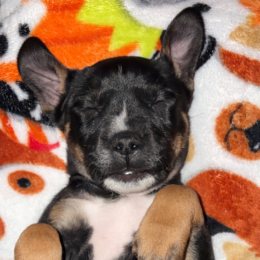 Lilo — thumbnail 7