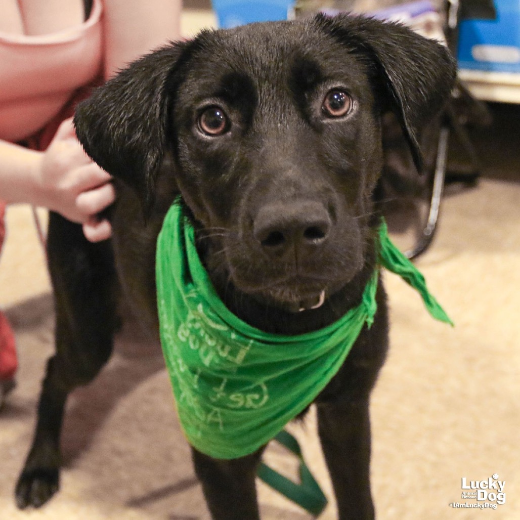 SOCIETY - Retriever, Labrador / Mix available for adoption