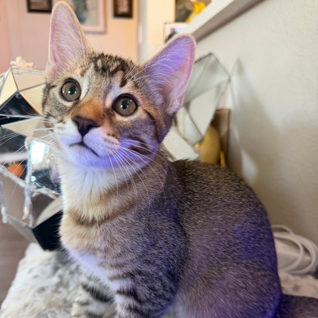 CRITTER - Domestic Shorthair available for adoption