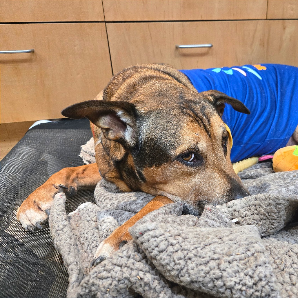 Nibbler, photo 6