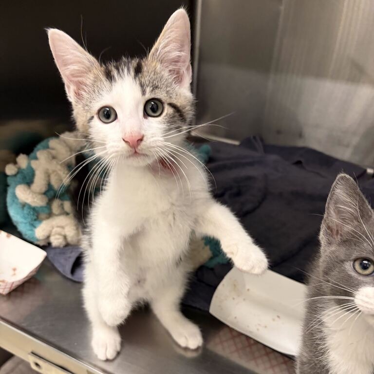 COMIC SANS - Domestic Shorthair available for adoption