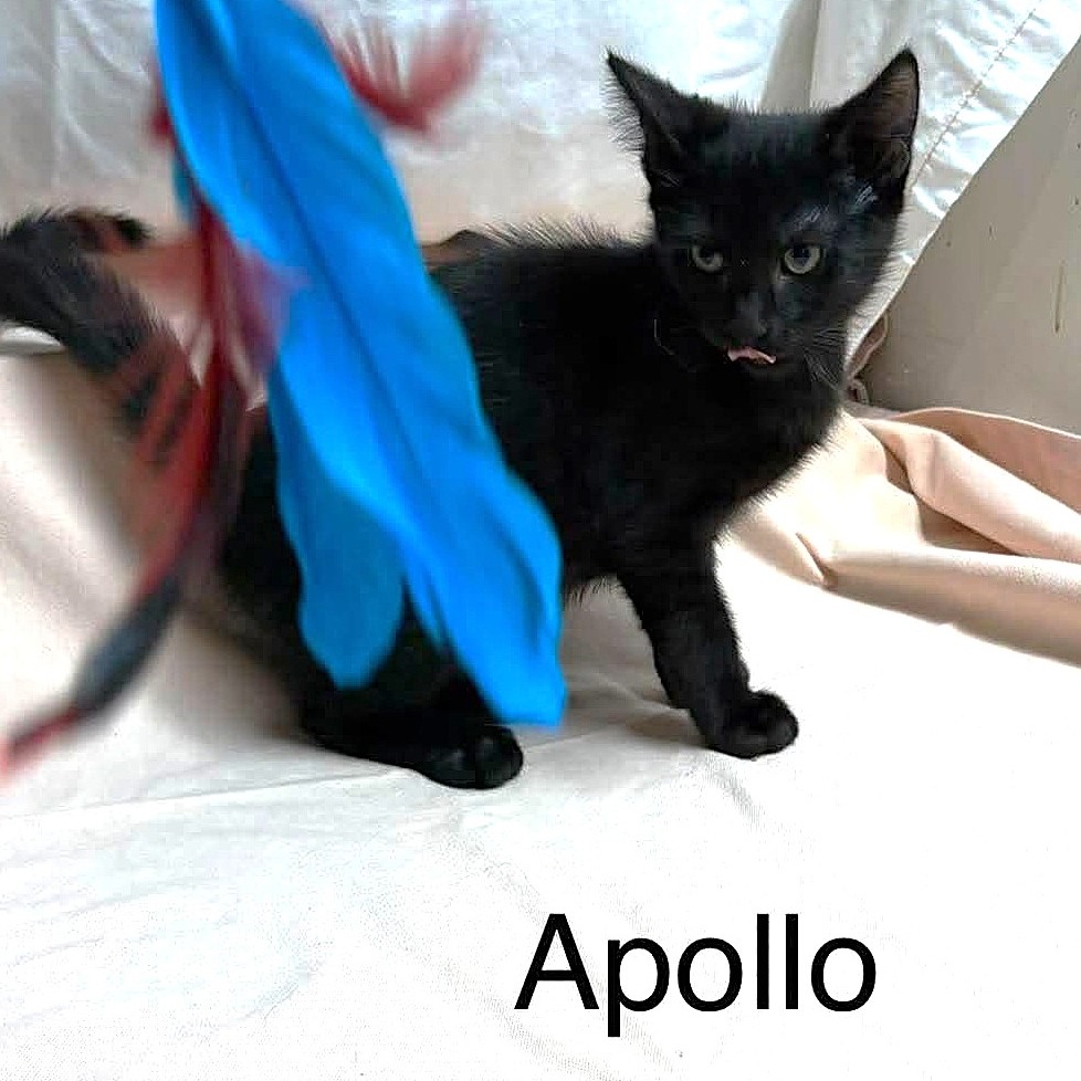 Apollo, photo 6