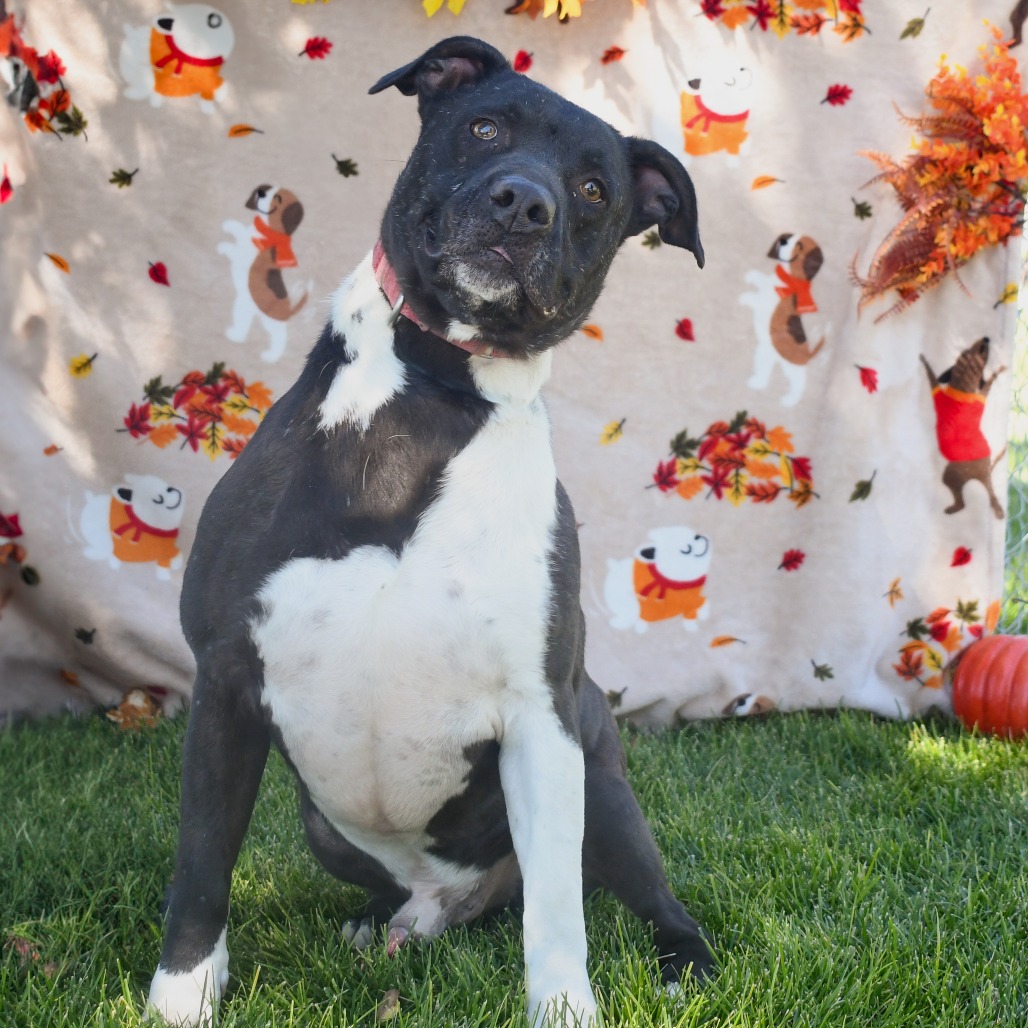 Bert (Brick, Tator, Homer), adoptable at Endless Pawsibilities