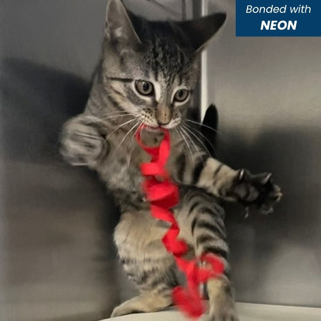 TAG [BLUE] - Domestic Shorthair available for adoption