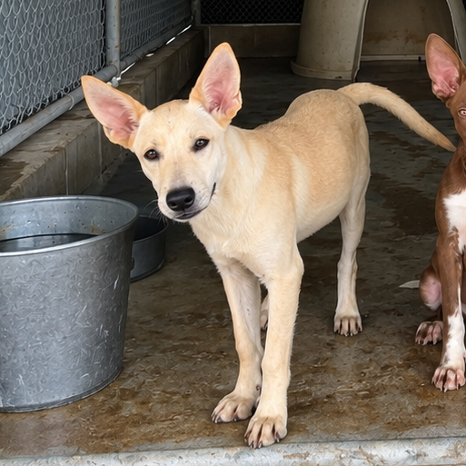 Photo of Igglybuff, available for adoption at PVAS