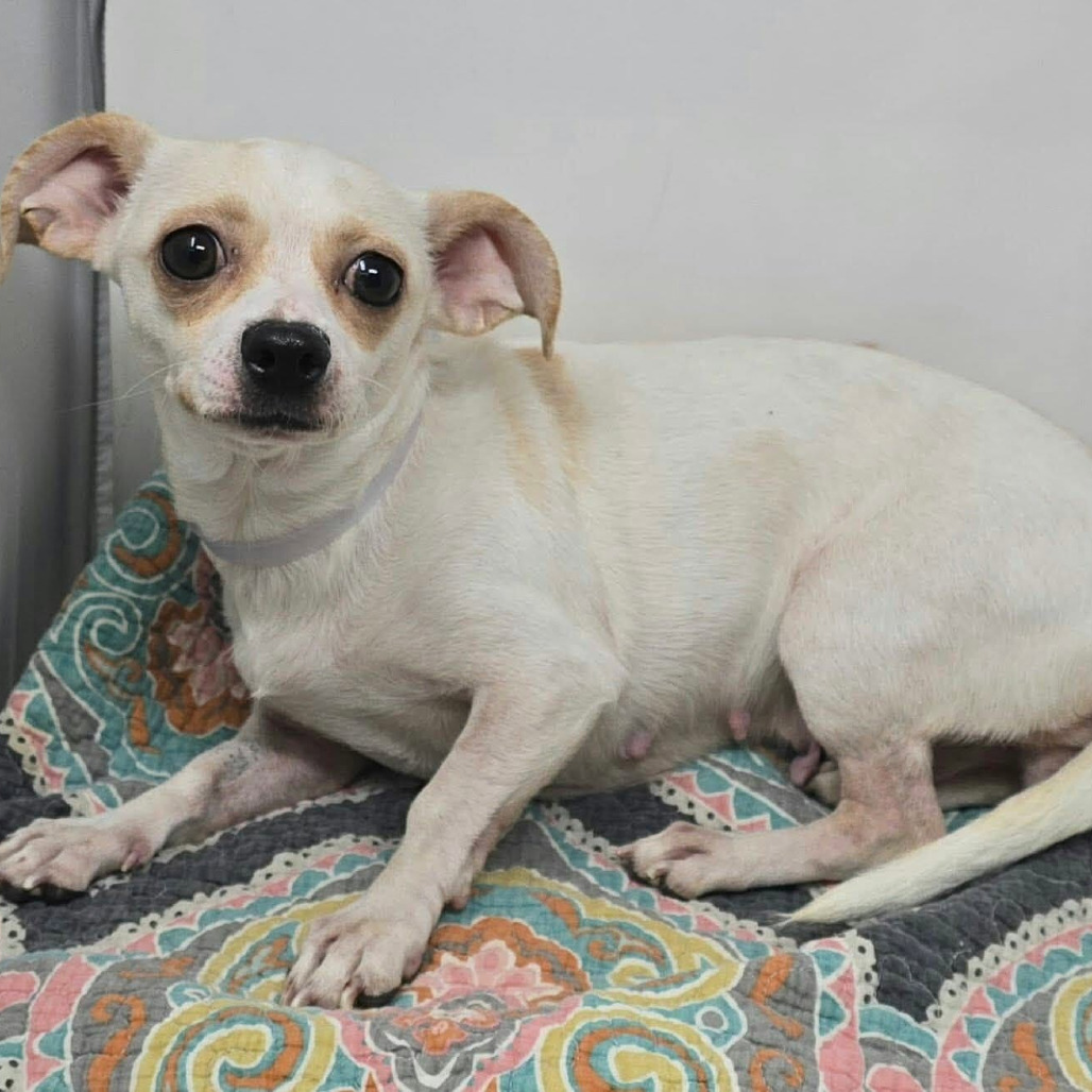 FOSTER NEEDED - Molly