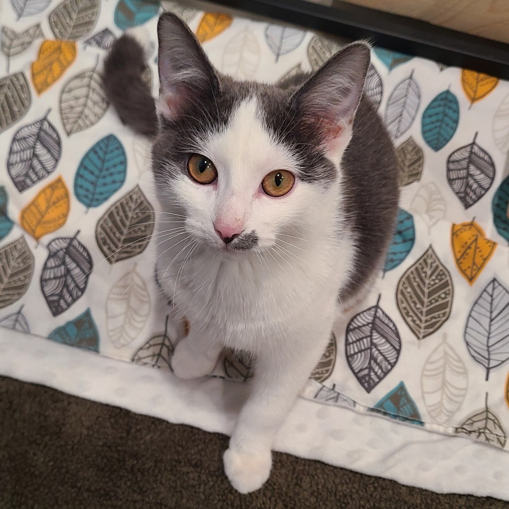 Garfilda — thumbnail 3