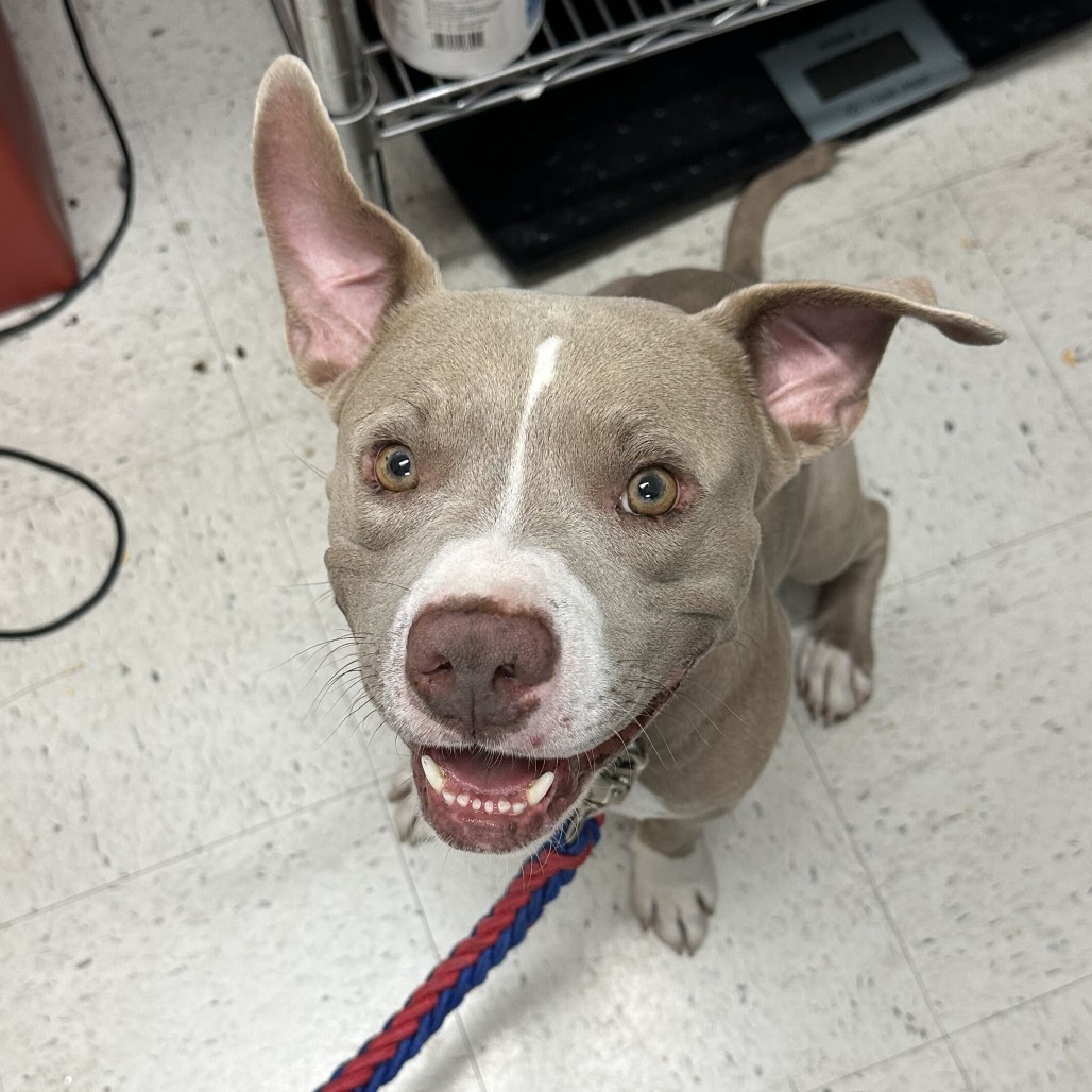 FESTER ADAMS - Terrier / Pit Bull available for adoption