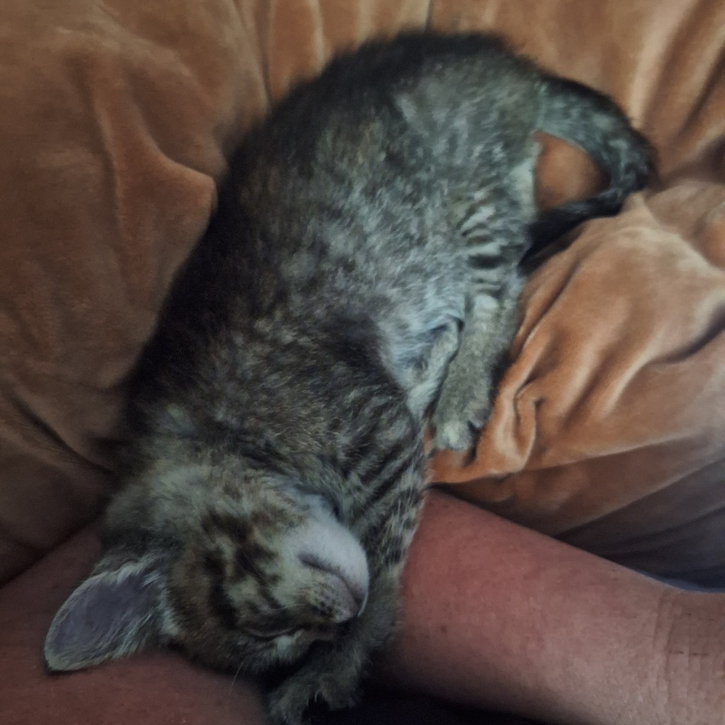 ZENNA - Domestic Shorthair available for adoption