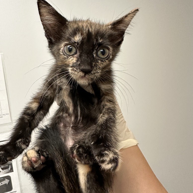 ERIE - Domestic Shorthair available for adoption