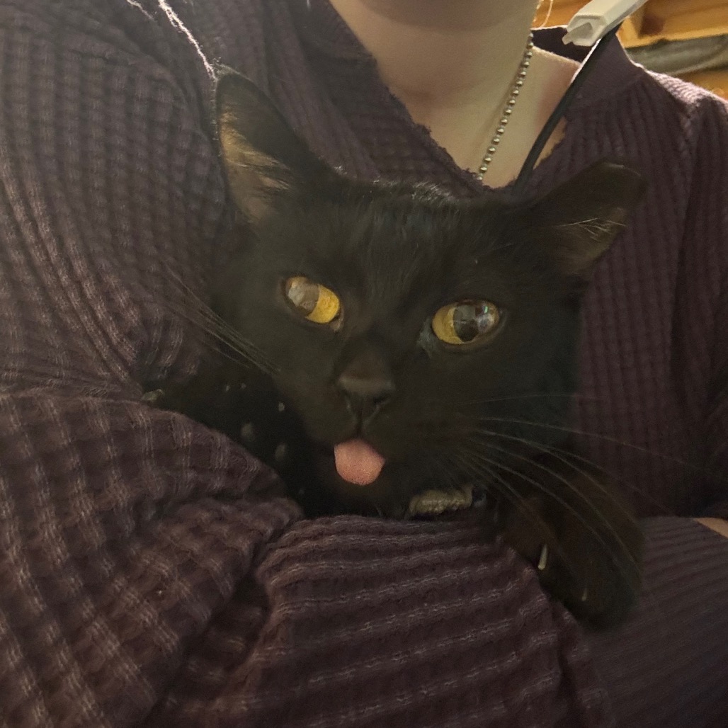 Squiggles -I'm in a foster home, Call to meet with me!, photo 9