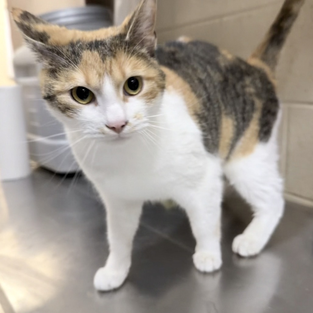 LUCI - Domestic Shorthair available for adoption