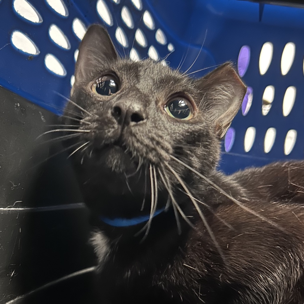 Guiness (8), available for adoption at PVAS