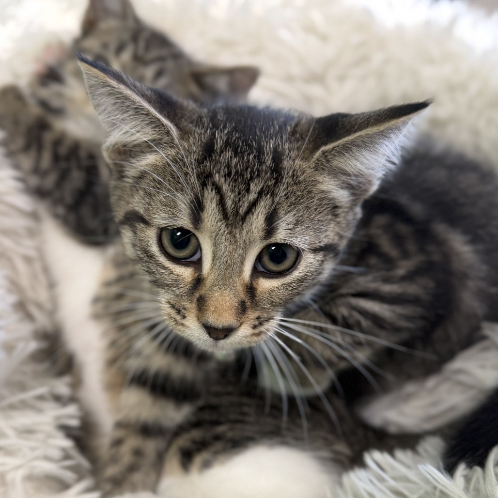 CINDER - Domestic Shorthair available for adoption