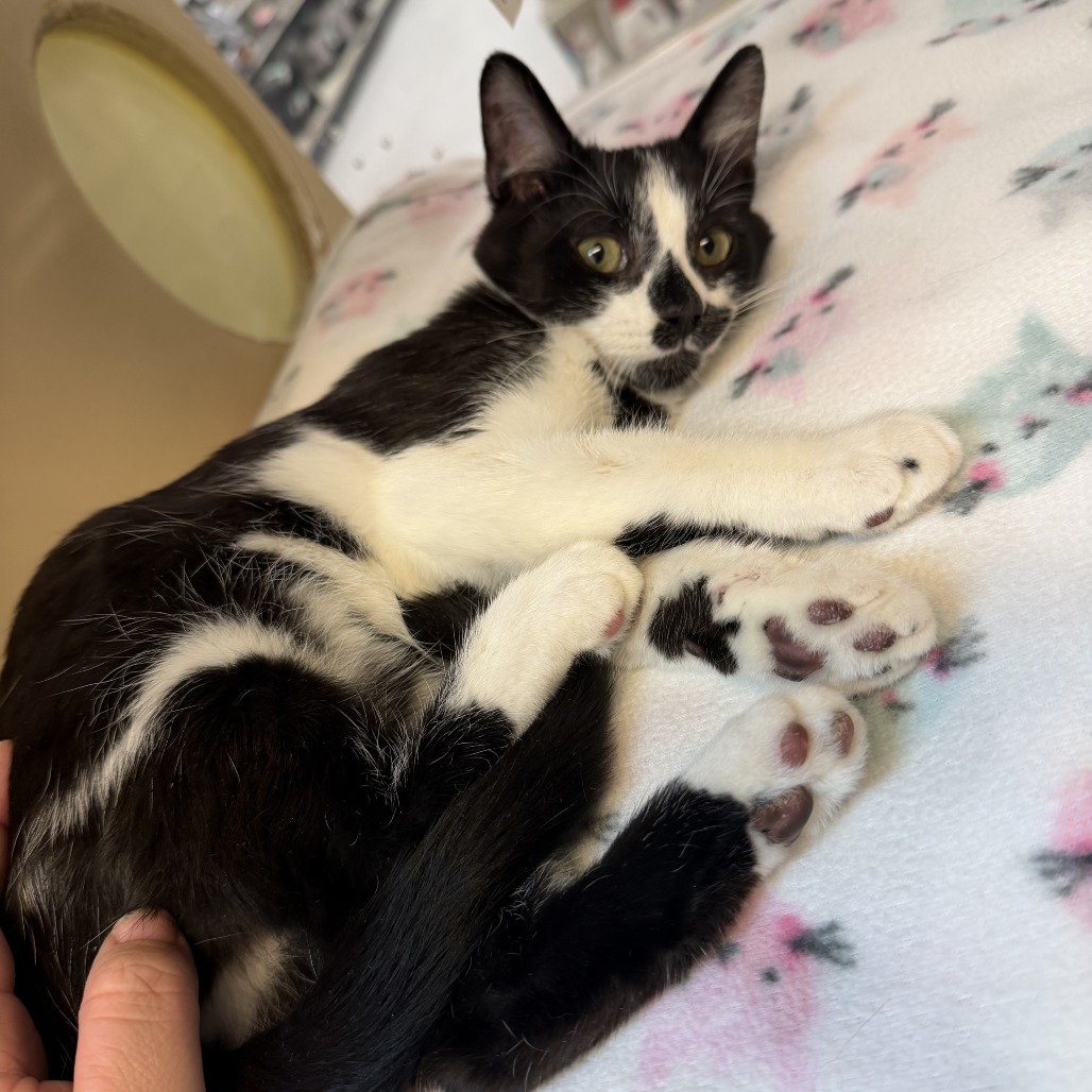 Atticus, available for adoption