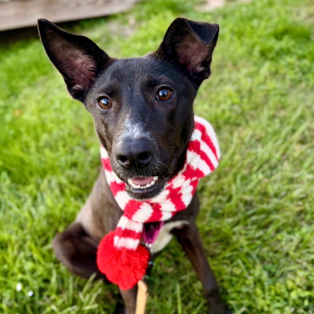 Lychee — thumbnail 7