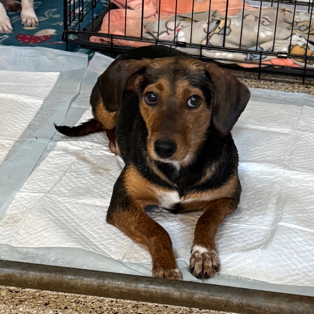 Mae West — thumbnail 2