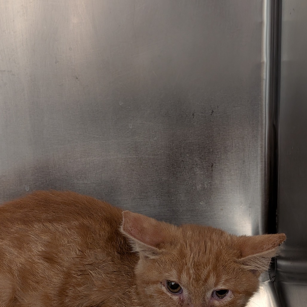 BASIL - Domestic Shorthair available for adoption