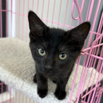 DILL - Domestic Shorthair available for adoption