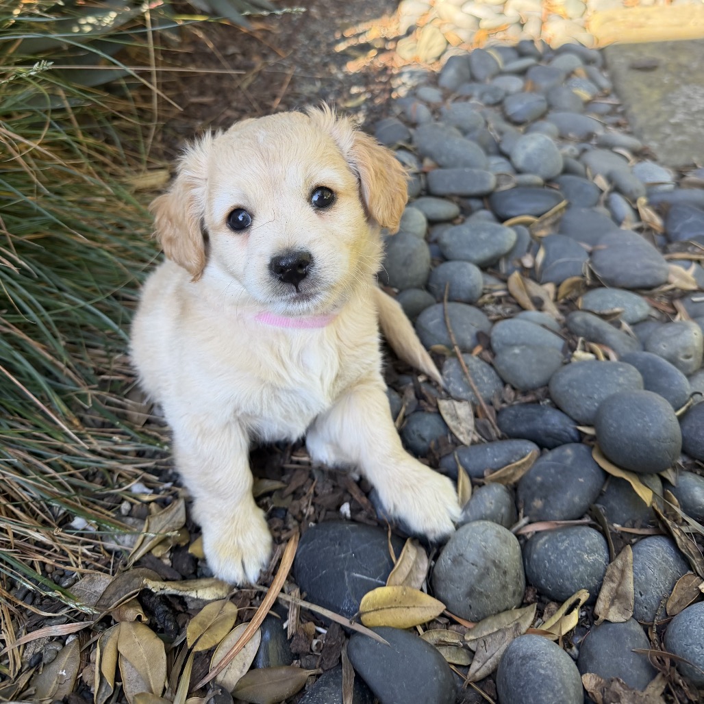 PRESLEY, photo 13