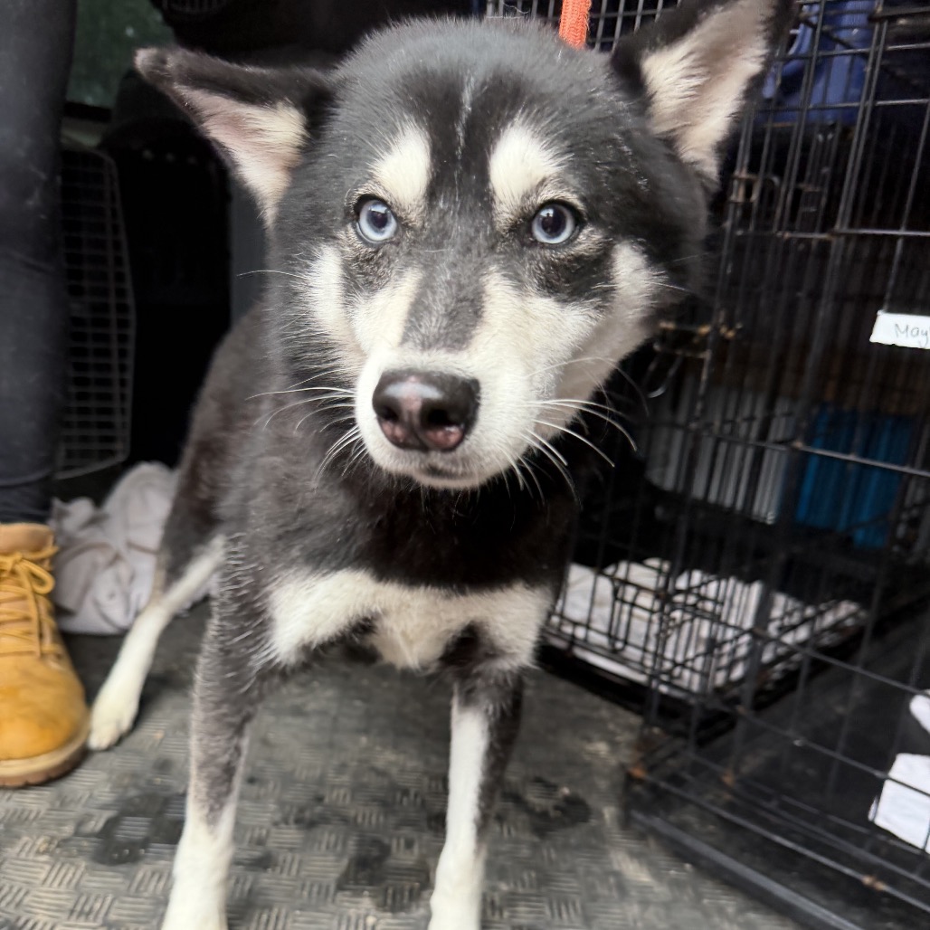 Klee Kai