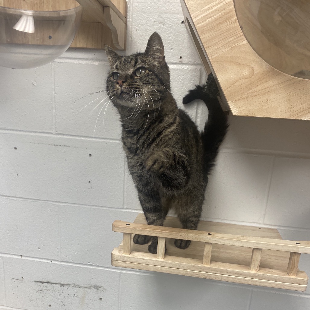 Klaus — thumbnail 4