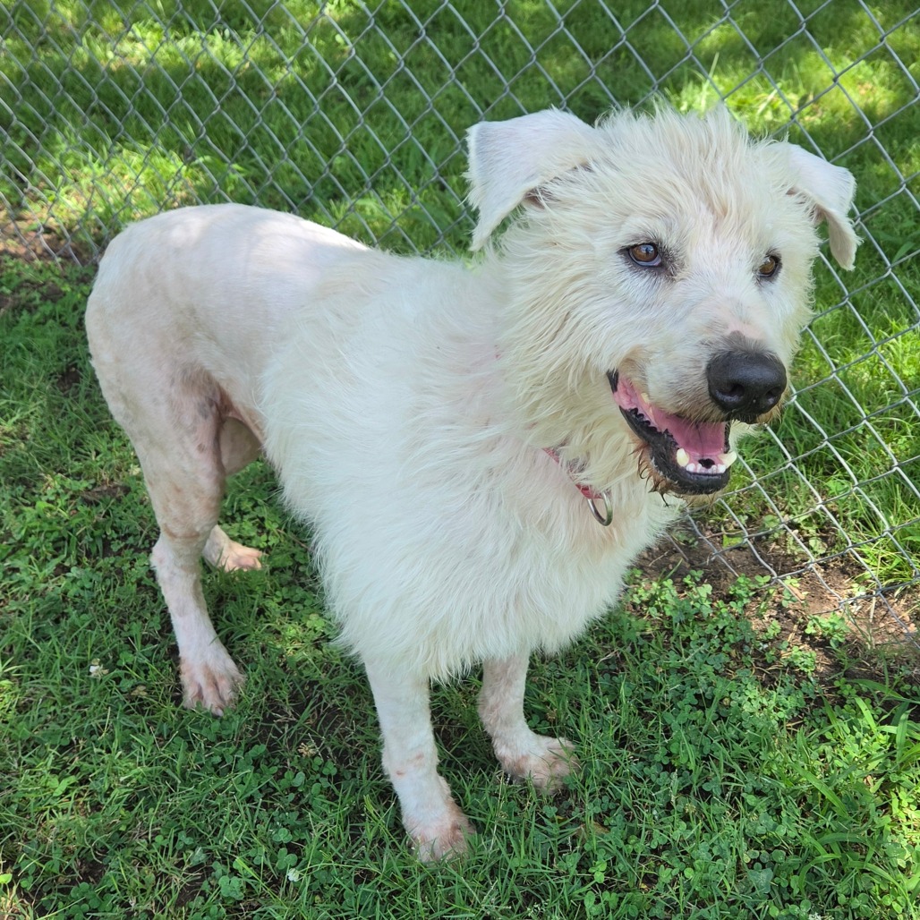 Shaggy photo 16
