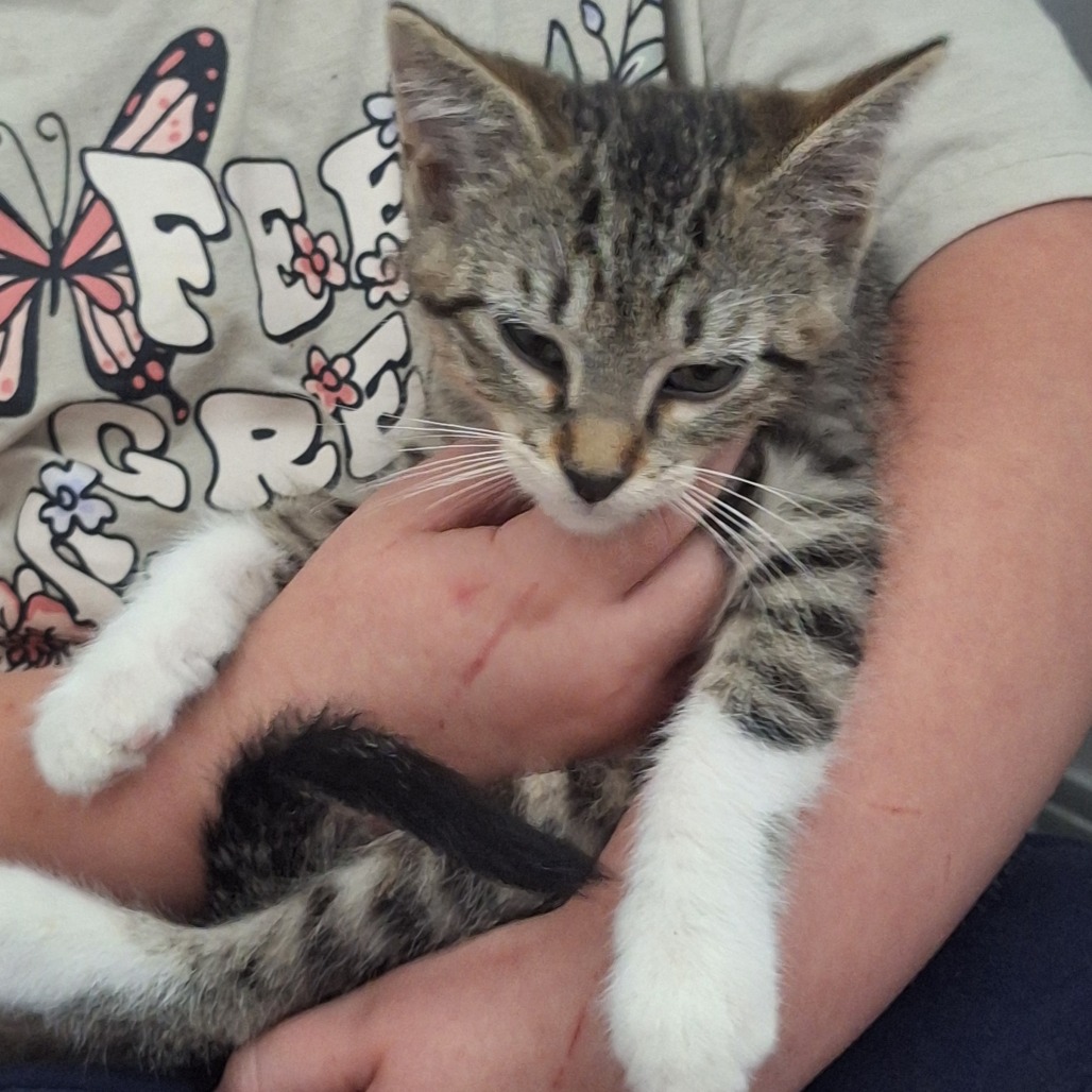 CAPTAIN - Domestic Shorthair available for adoption