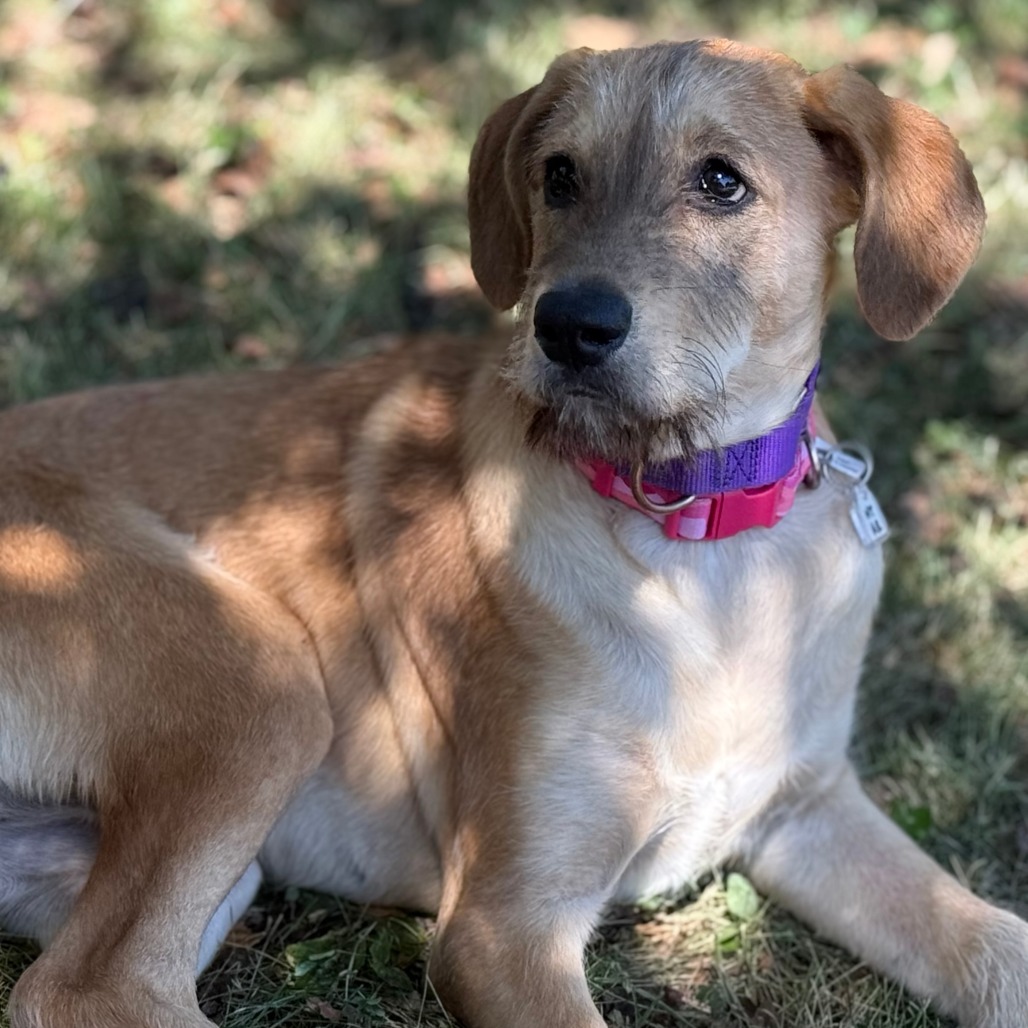 Buffy — thumbnail 5