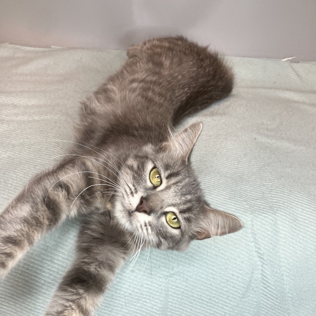 TRINITY - Domestic Shorthair available for adoption