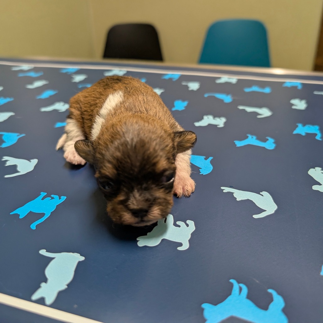 Elvis — thumbnail 2