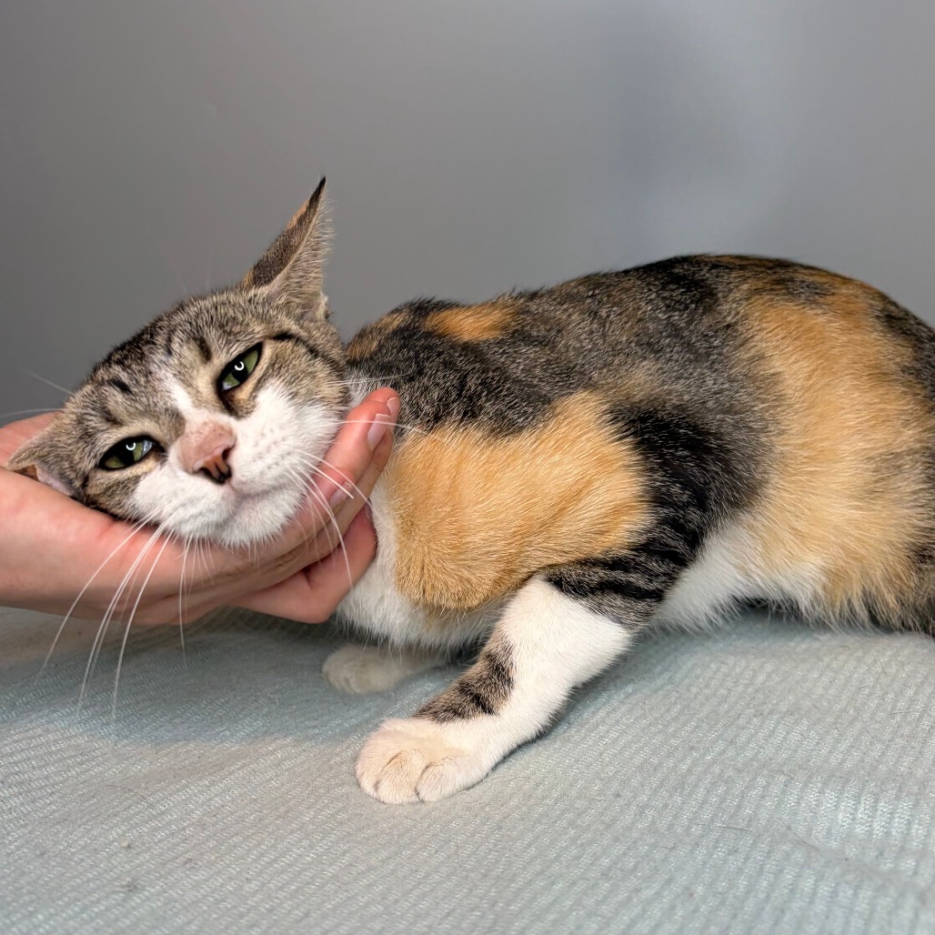 MELVIN - Domestic Shorthair available for adoption