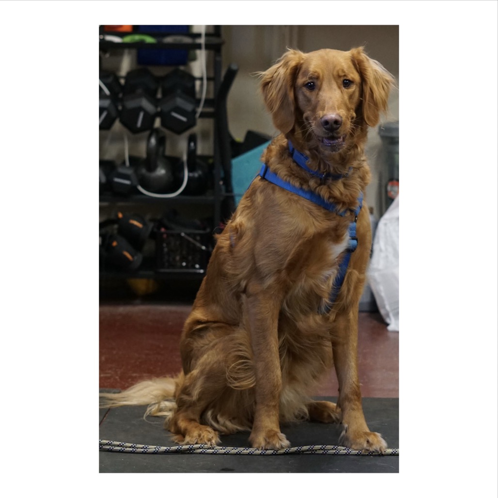 Lewis, a Retriever, Golden