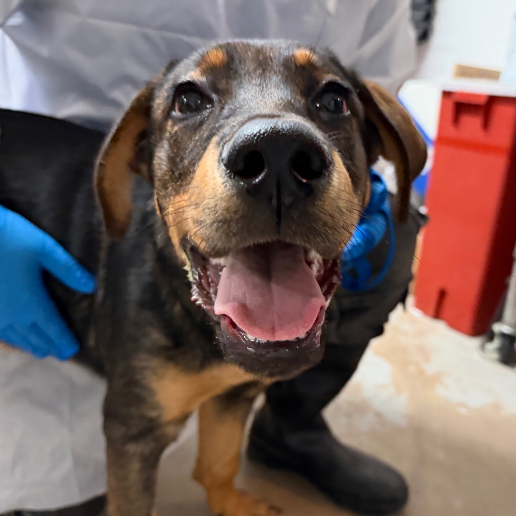 GUPPY - Shepherd available for adoption