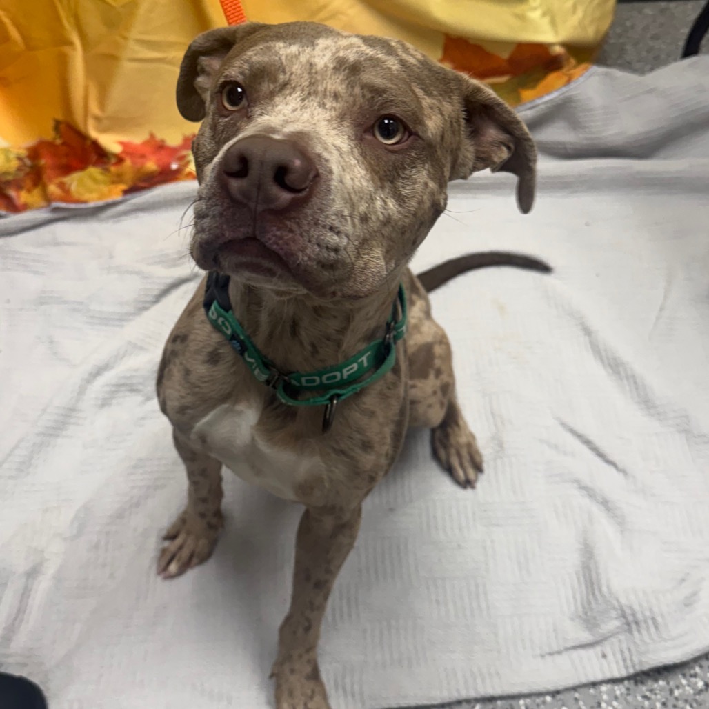 CAYDE - Terrier / American Pit Bull available for adoption