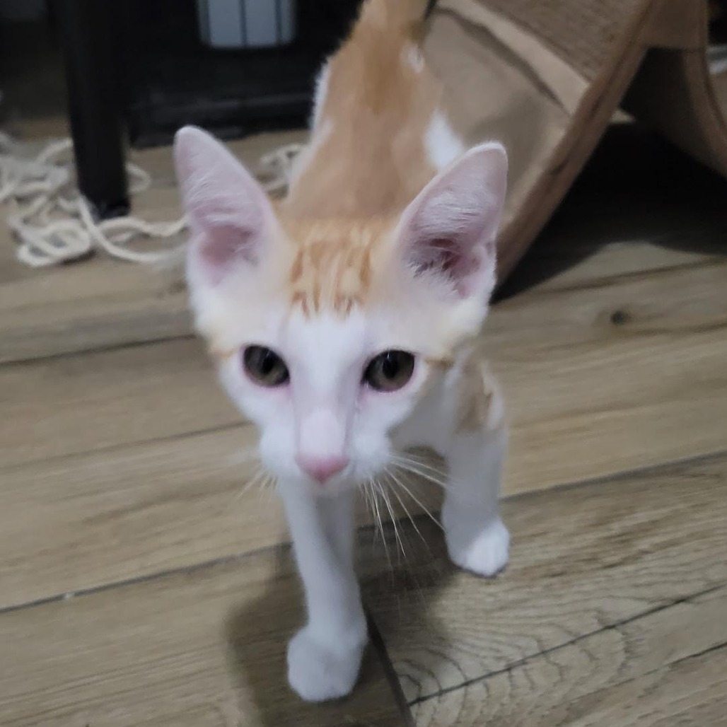 BOB ROSS - Domestic Shorthair available for adoption