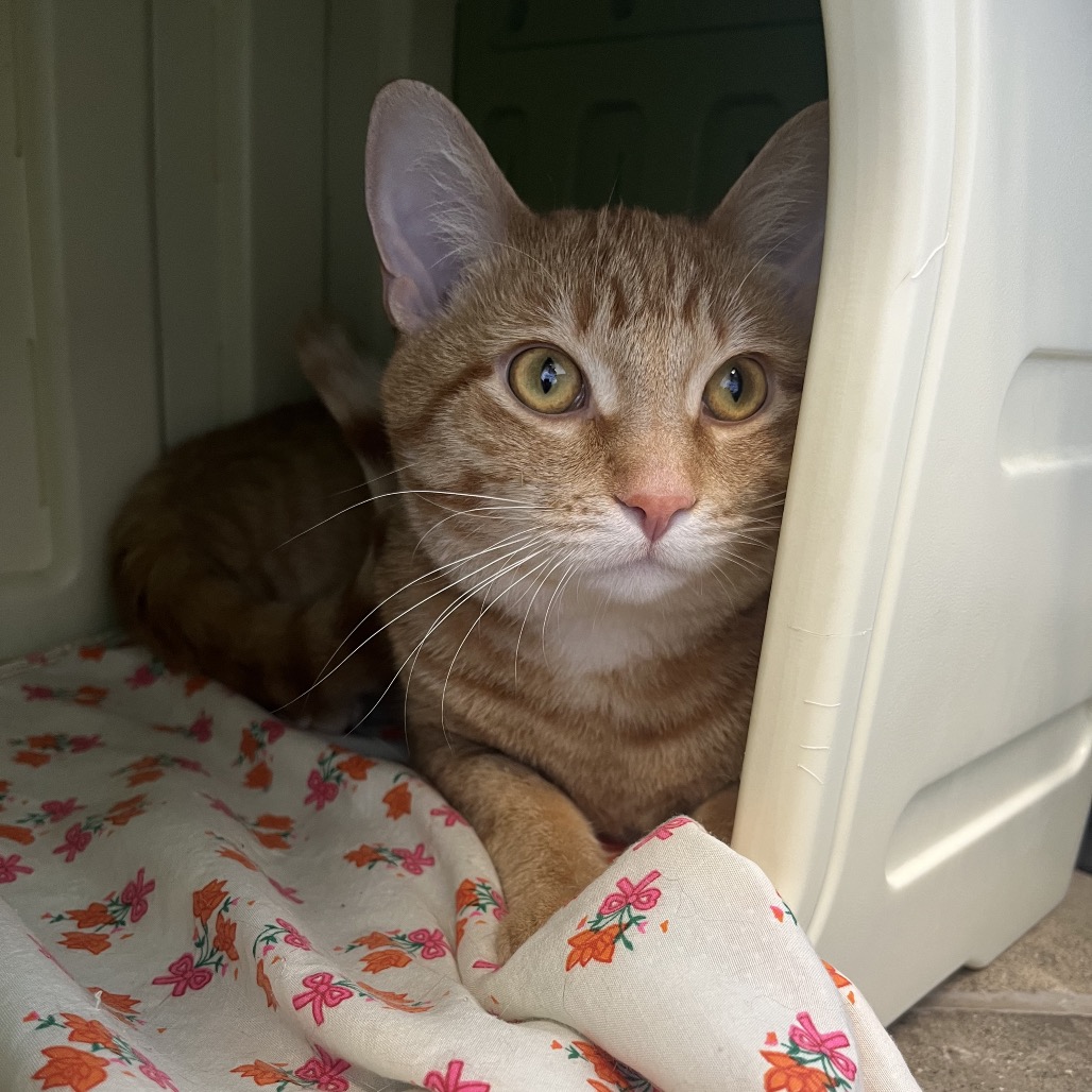 Leo