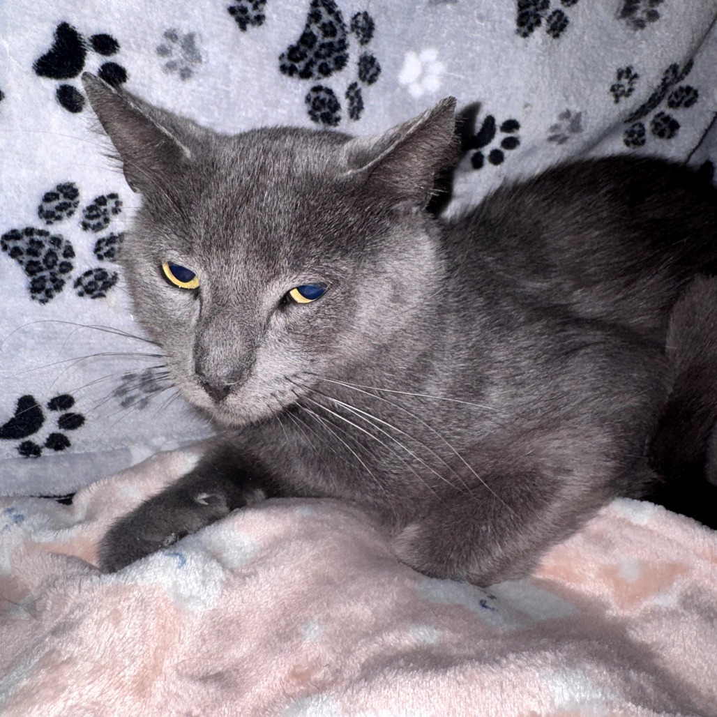 Asher, photo 4