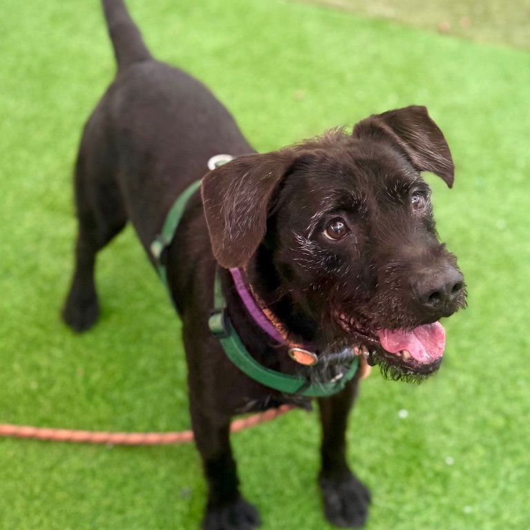 Image of Scraggles looking at the camera