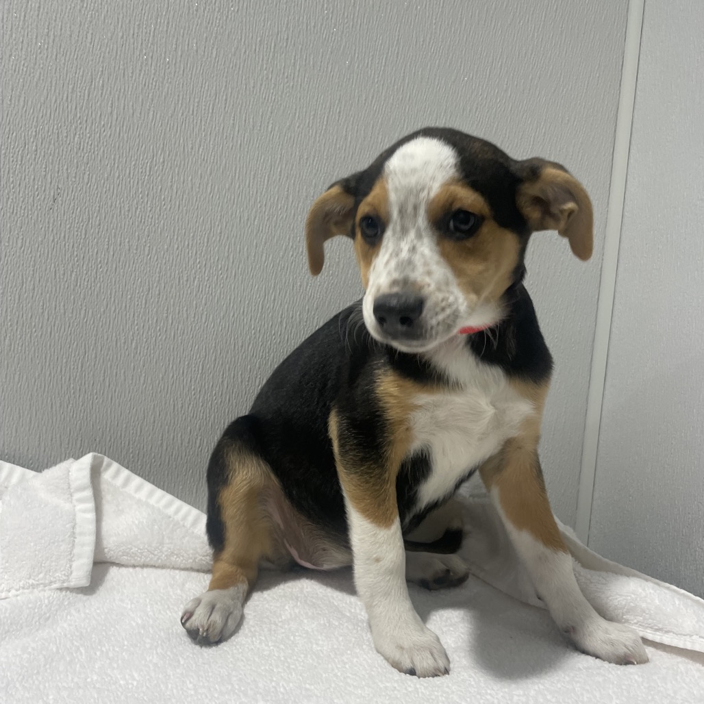 Ruby — thumbnail 2