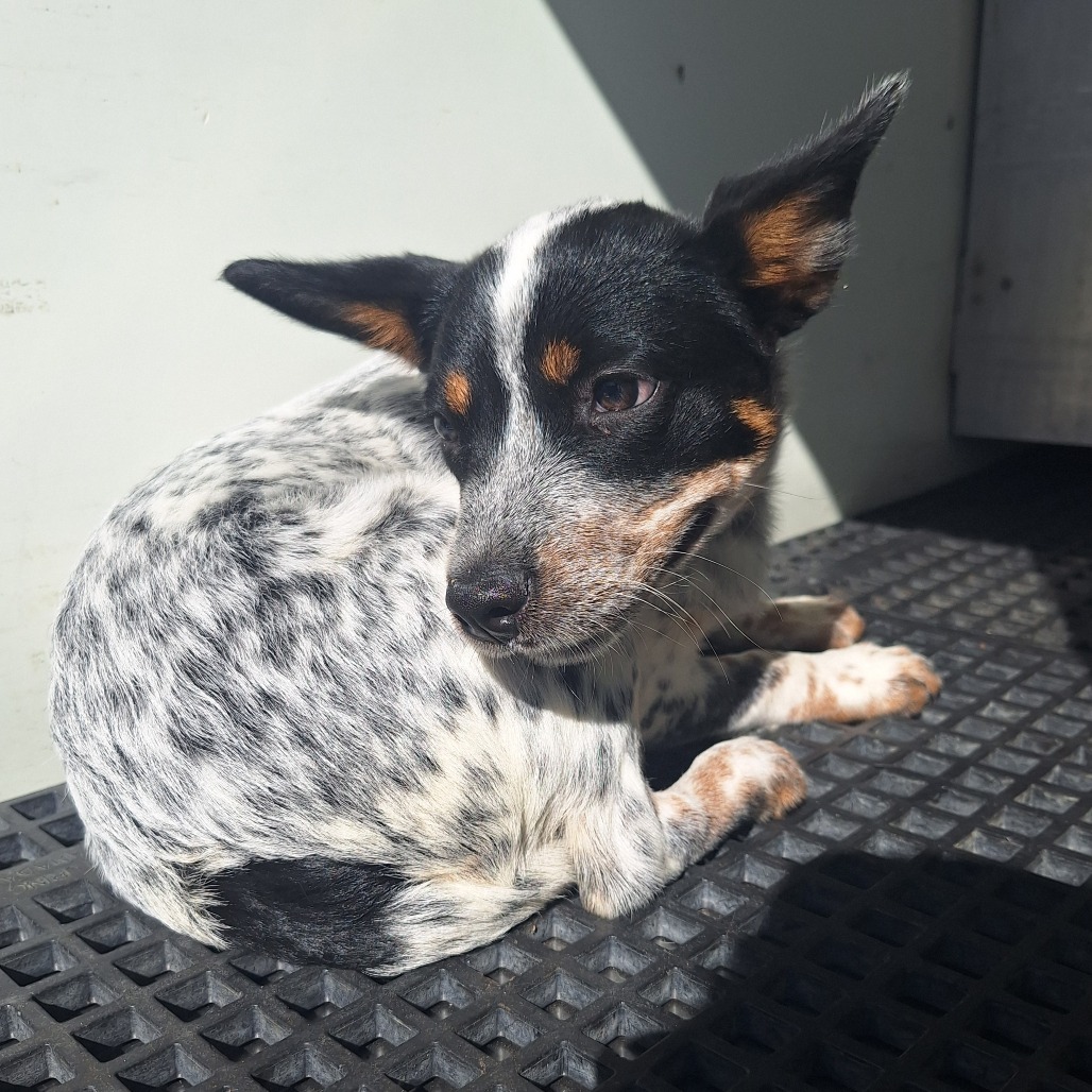 Kennel#19 's preview photo
