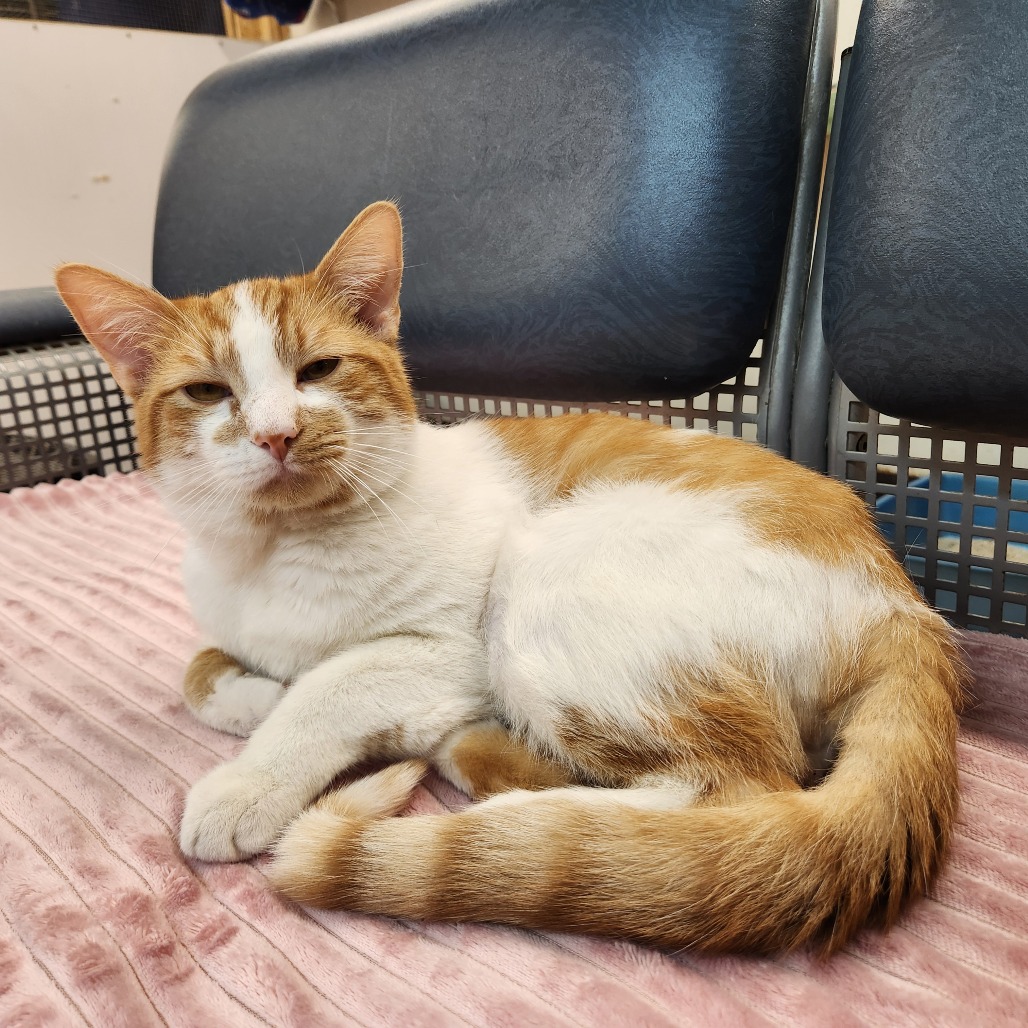 Jack — thumbnail 2