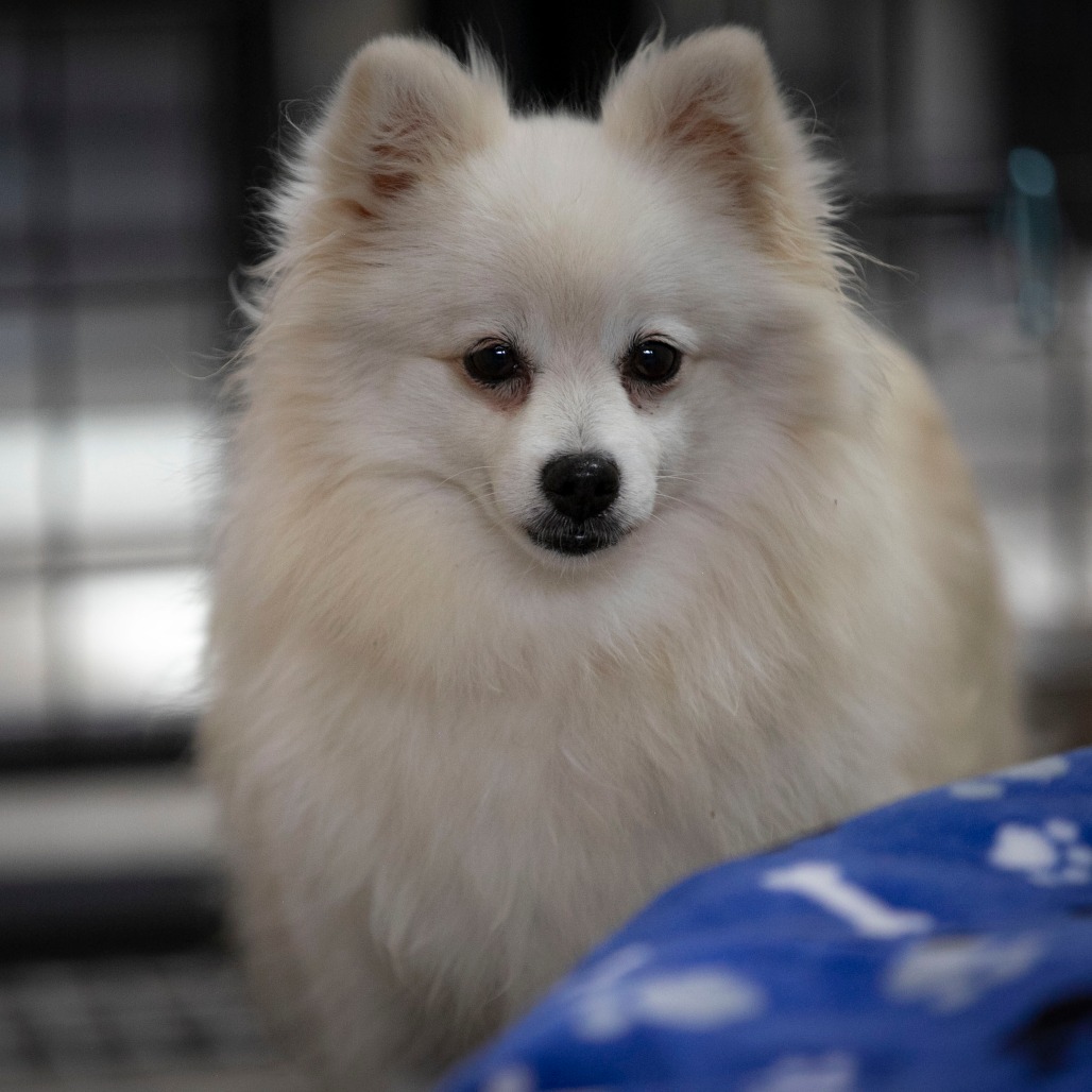 PITTER PATTER (AG26-193) - Pomeranian available for adoption