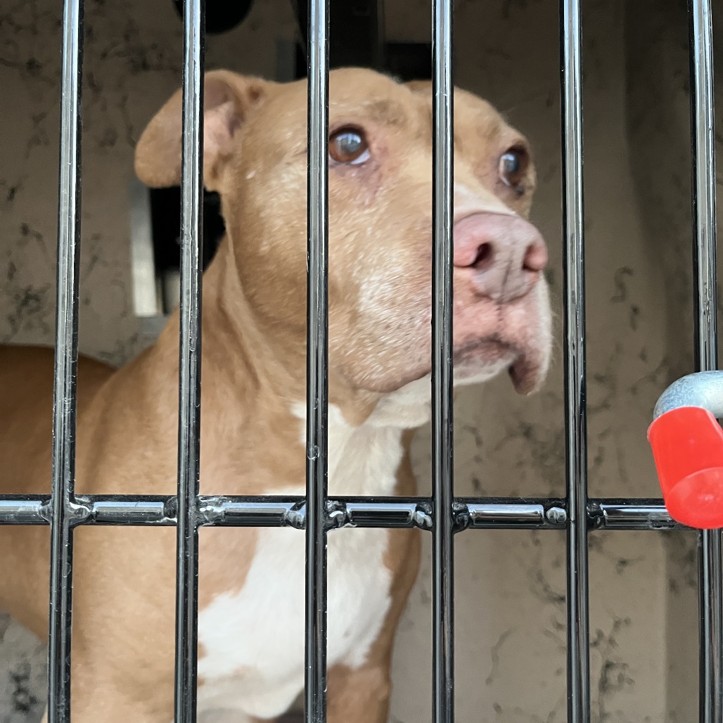 Otto — thumbnail 2