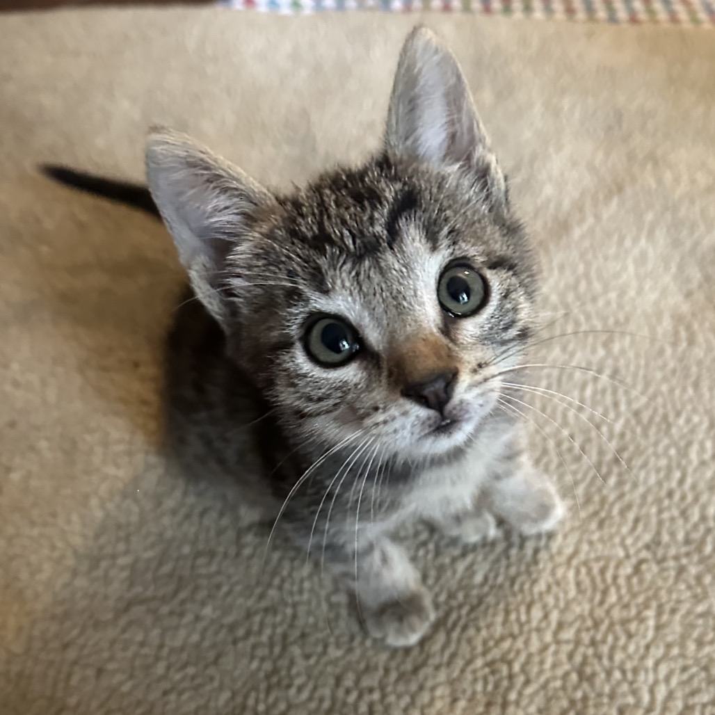 TWINKLE - Domestic Shorthair available for adoption