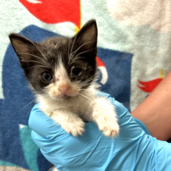SMUDGE - Domestic Shorthair available for adoption