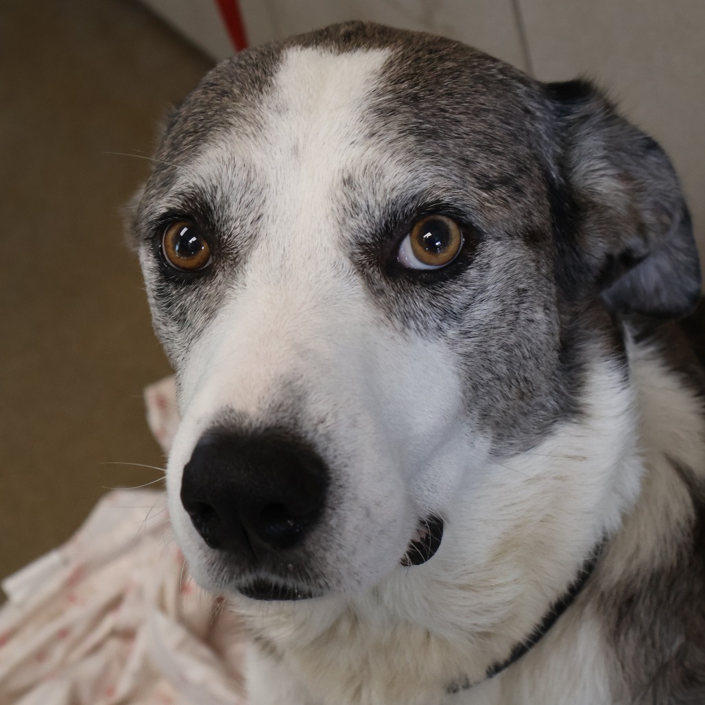 Pongo, photo 13