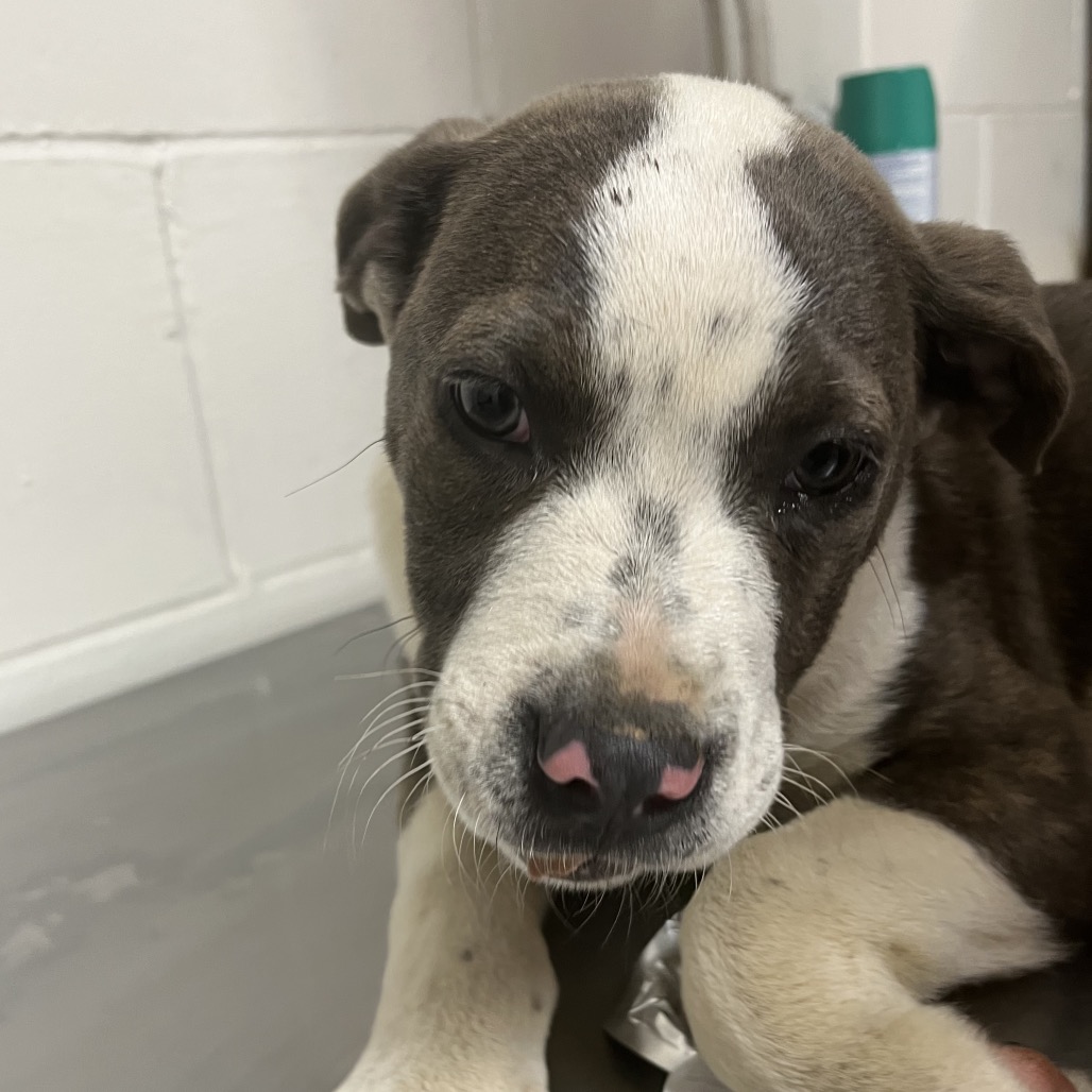 Davis El Capitan - Bulldog for adoption in Alabama